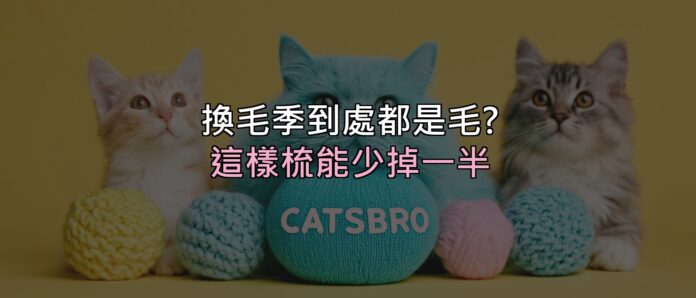 換毛季家裡到處都是毛?這樣梳,能少掉一半