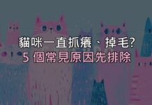 貓咪一直抓癢、掉毛?先別急著買藥,這 5 個常見原因要先排除 貓咪一直抓癢、掉毛?先別急著買藥,這 5 個常見原因要先排除
