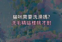 貓咪到底需不需要洗澡?答案跟你想的不一樣,洗毛精這樣挑才對 貓咪到底需不需要洗澡?答案跟你想的不一樣,洗毛精這樣挑才對