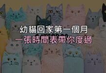 幼貓接回家的第一個月:一張時間表,帶你度過最容易慌的 30 天 幼貓接回家的第一個月:一張時間表,帶你度過最容易慌的 30 天