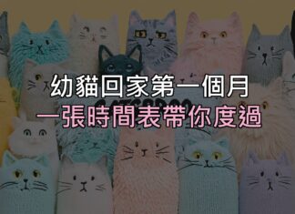 幼貓接回家的第一個月:一張時間表,帶你度過最容易慌的 30 天 幼貓接回家的第一個月:一張時間表,帶你度過最容易慌的 30 天