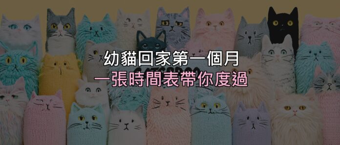 幼貓接回家的第一個月:一張時間表,帶你度過最容易慌的 30 天