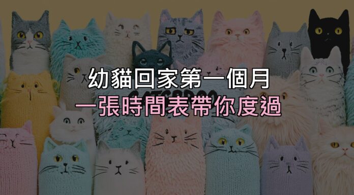 幼貓接回家的第一個月:一張時間表,帶你度過最容易慌的 30 天 幼貓接回家的第一個月:一張時間表,帶你度過最容易慌的 30 天