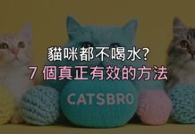 貓咪都不喝水?別再只換水了,這 7 個方法才真的有效 貓咪都不喝水?別再只換水了,這 7 個方法才真的有效