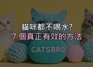 貓咪都不喝水?別再只換水了,這 7 個方法才真的有效 貓咪都不喝水?別再只換水了,這 7 個方法才真的有效
