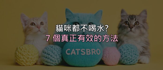 貓咪都不喝水?別再只換水了,這 7 個方法才真的有效 封面 貓咪都不喝水?別再只換水了,這 7 個方法才真的有效