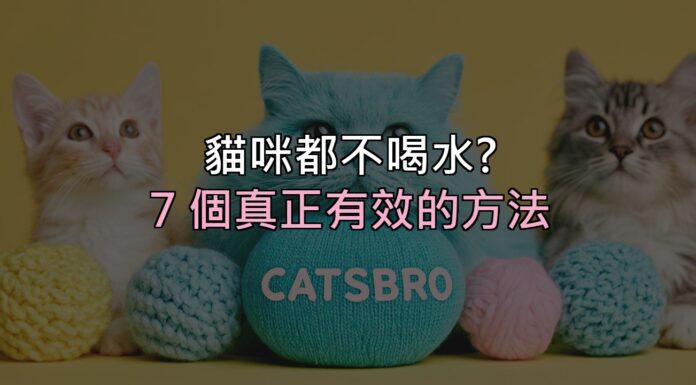貓咪都不喝水?別再只換水了,這 7 個方法才真的有效 貓咪都不喝水?別再只換水了,這 7 個方法才真的有效