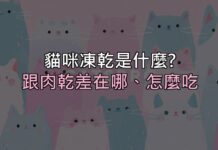 貓咪凍乾到底是什麼?跟一般肉乾差在哪、該怎麼吃才對 貓咪凍乾到底是什麼?跟一般肉乾差在哪、該怎麼吃才對