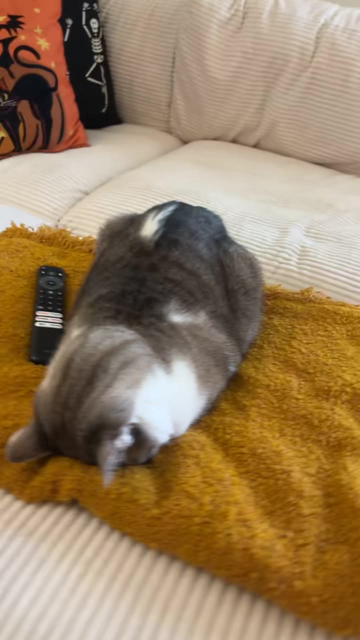 影片封面