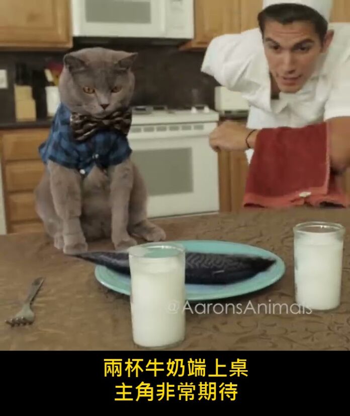 「兩杯牛奶端上桌」1300萬人看這隻貓吃大餐,但牛奶其實是最不該給的東西之一