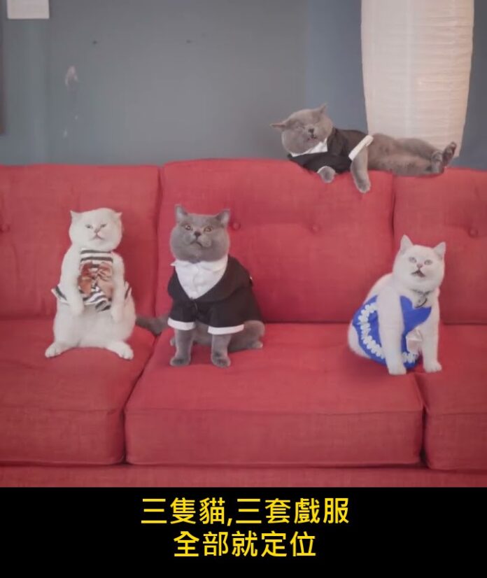 「三隻貓穿戲服坐在沙發上」看完會想問:為什麼我家那隻連坐好都不肯? 梗圖1 「三隻貓穿戲服坐在沙發上」看完會想問:為什麼我家那隻連坐好都不肯?