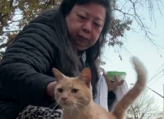 「牠想用那條已經不在的腿抓癢」三腳貓的第二次機會,以及牠們適應得有多快 「牠想用那條已經不在的腿抓癢」三腳貓的第二次機會,以及牠們適應得有多快