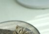 「牠一邊被摸一邊吼」貓的訊號常常互相矛盾,而呼嚕聲並不總是代表開心 「牠一邊被摸一邊吼」貓的訊號常常互相矛盾,而呼嚕聲並不總是代表開心