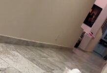 「牠躲在轉角以為你看不到」貓愛躲是天性,但有一種躲要立刻帶去看醫生 「牠躲在轉角以為你看不到」貓愛躲是天性,但有一種躲要立刻帶去看醫生