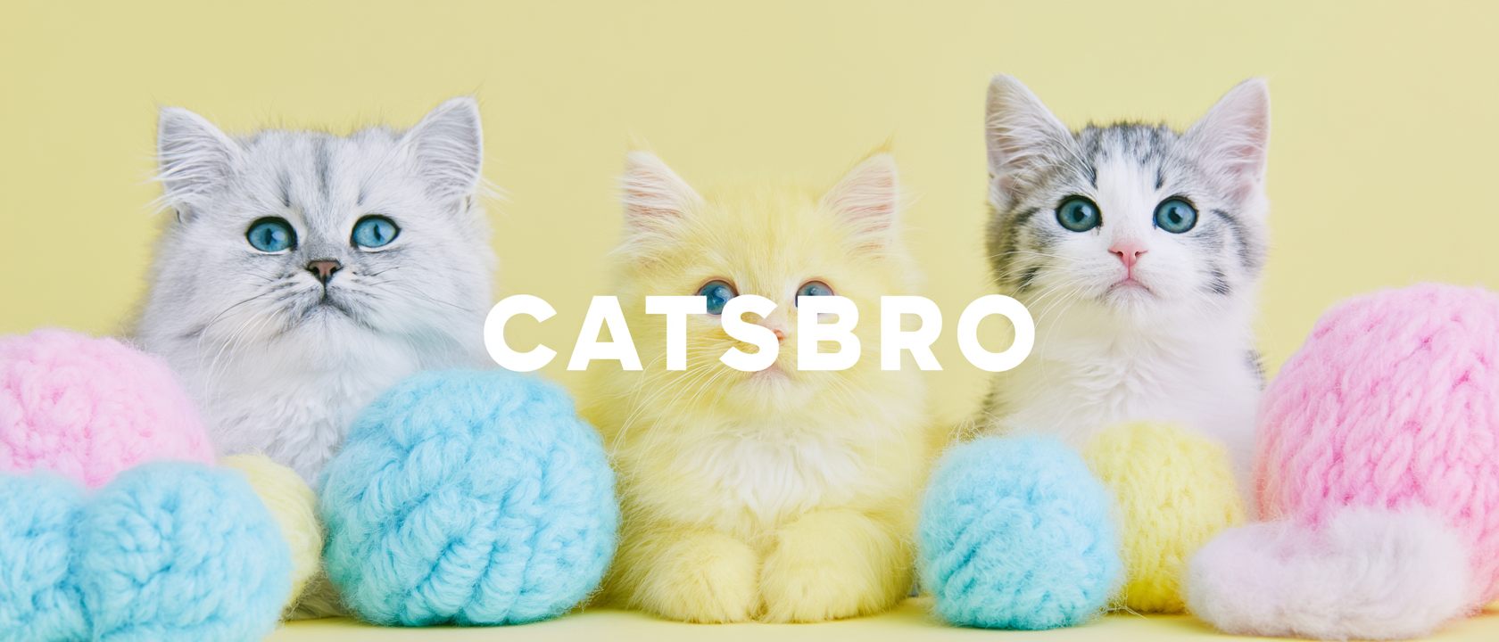 Catsbro 卡茲報