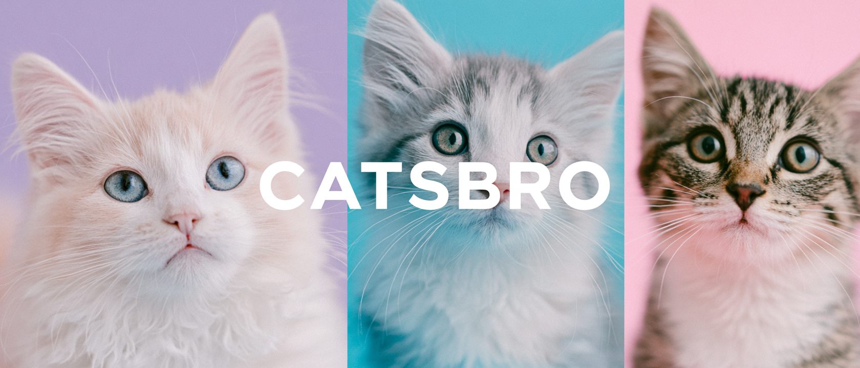 Catsbro 卡茲報